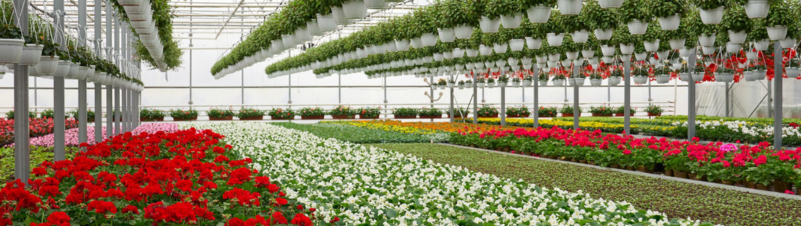 Plant Nursery Plant Nursery